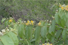 Grewia flavescens